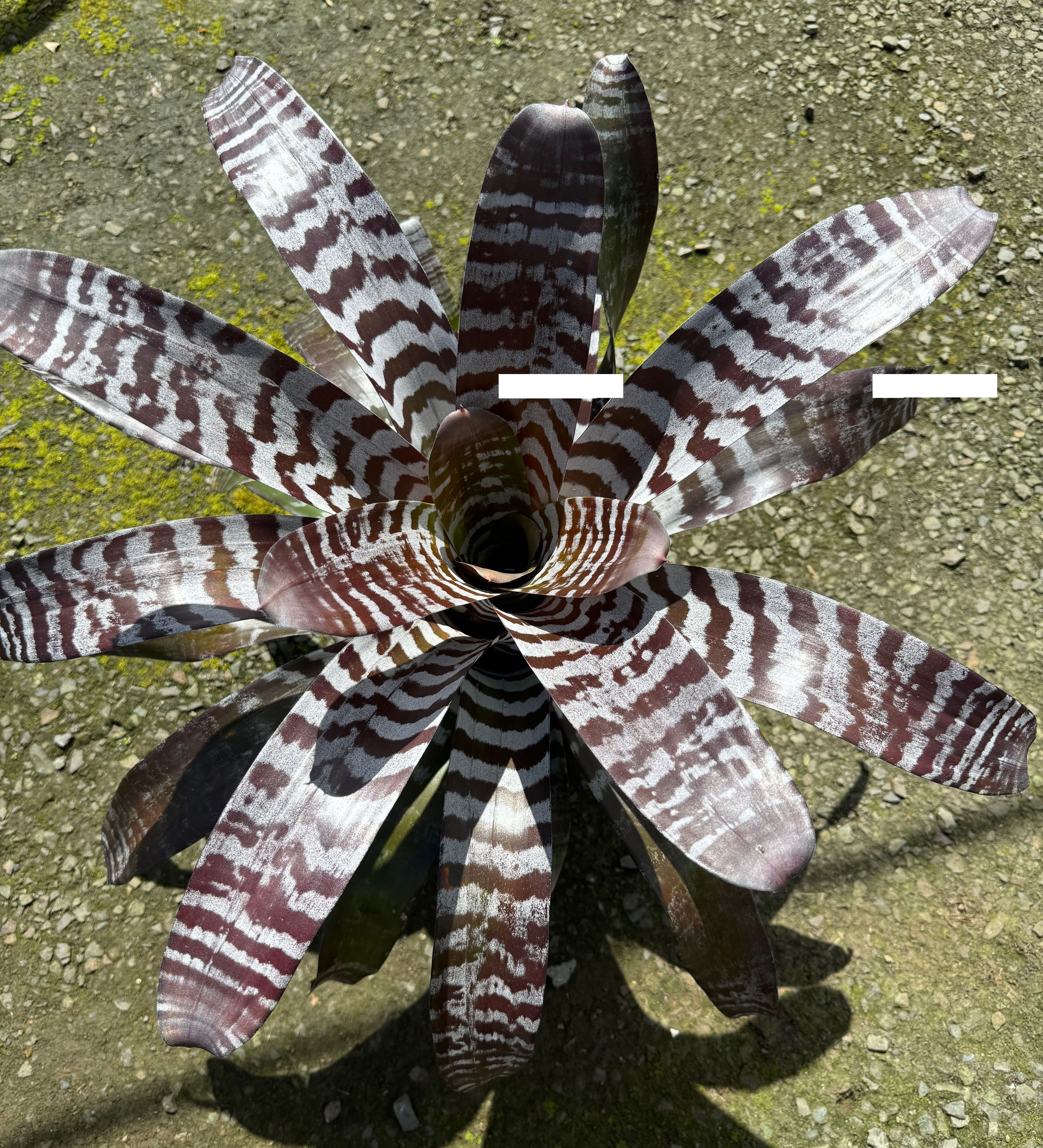 Aechmea Black select